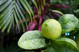 a lime on a tree with raindrops on its leaves at The Gardens Hotel in Key West