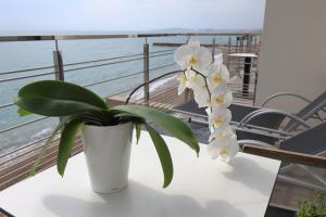 two white vases with white flowers on a table at Villa Azur in Villeneuve-Loubet