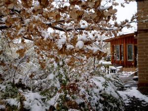 uma árvore coberta de neve em frente a uma casa em Silver River Adobe Inn Bed and Breakfast em Farmington