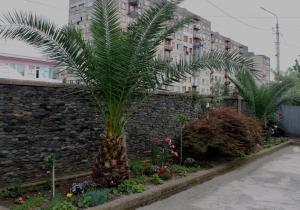 a palm tree in a garden next to a stone wall at Green Guest House in Kutaisi