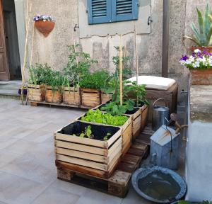 a garden with some plants in wooden boxes at Villa Eugenia in Livorno