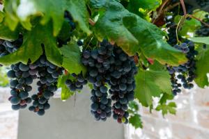 Foto dalla galleria di Betini Apartments - Authentic Island Escape a Komiža