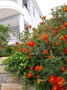 Olive Garden Villas and Apartments外面的花园