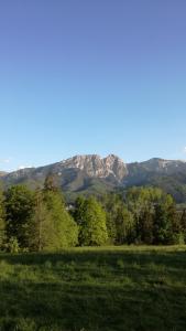 ein Feld mit Bäumen und Bergen im Hintergrund in der Unterkunft Domki i Apartamenty Na Wyskówkach Jacuzzi & Sauna in Zakopane