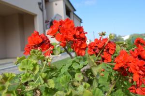 Zahrada ubytování Guest Rooms Affittacamere
