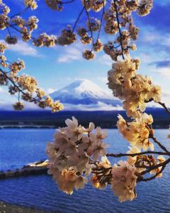 Bilde i galleriet til Cyokiya Lake Saiko i Fujikawaguchiko