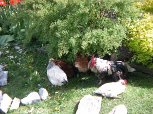 a group of chickens standing in the grass at Appartement Huebgut in Bruck an der Großglocknerstraße