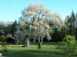 a tree with white flowers on it in a field at Appartement Huebgut in Bruck an der Großglocknerstraße +36 photos