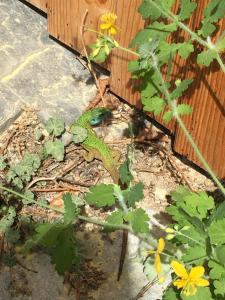 Un lézard assis à terre à côté d'une clôture dans l'établissement Seiber 172, à Weissenkirchen in der Wachau