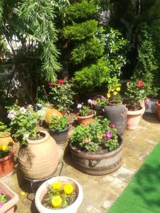 a group of potted plants in pots in a garden at Elli Greco Hotel in Melnik