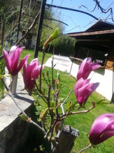 un ramo de flores rosas en una planta en Elli Greco Hotel en Melnik