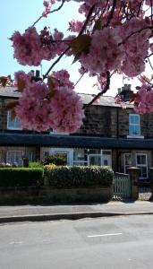 un arbre aux fleurs roses devant une maison dans l'établissement Harrogate 100, à Harrogate