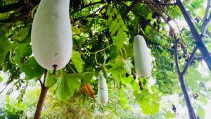 Ein Garten an der Unterkunft Ban Ing Suan