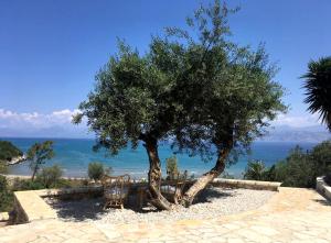 a tree and chairs in front of the ocean at Vista Petros in Apraos