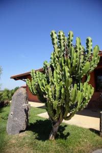 una planta de cactus frente a un edificio en CuccuruAio' B&B, en Siamaggiore