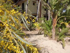 um monte de plantas com flores amarelas na frente de uma casa em Acacia sul mare em Gallipoli