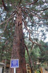 
a tree with a sign on top of it at Guesthouse Magic in Băile Herculane
