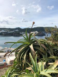 a plant with a view of a body of water at Casa Carmela in Ponza