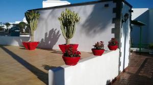 Fotografia z galérie ubytovania Playa Park Apartments v destinácii Puerto del Carmen