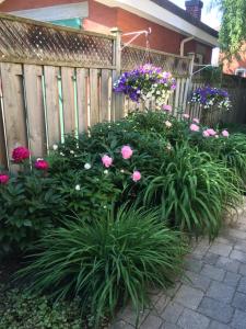 a garden with flowers in front of a fence at Cottage on Caledonia Bed & Breakfast in Stratford