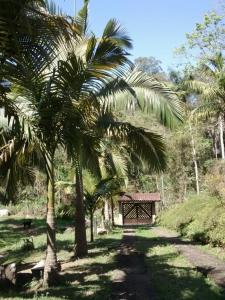 a group of palm trees and a bridge at Waterfall Mountain in Monteiro Lobato