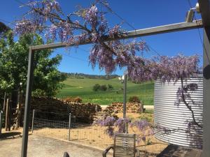 a tree with purple flowers hanging over a fence at Dairyman's Cottage in Lyndoch