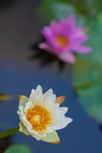 Zahrada ubytování Villa Lotus 8