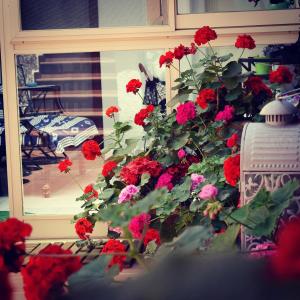 カターニアにあるIl Cortiletto Di Piazza Vergaの窓前の赤い花束