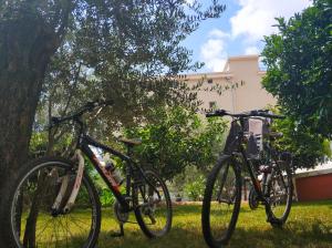 two bikes parked next to a tree in the grass at Apartments Vila Anastasia in Budva