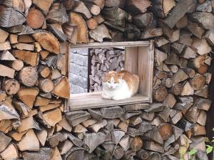 O animal ou animais de estimação com os hóspedes em B&B Friedau