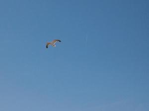 ナポリにあるUna casetta al centro di Napoliの青空を飛ぶカモメ