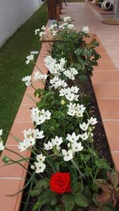 A garden outside Sole D'oro IUN S4354