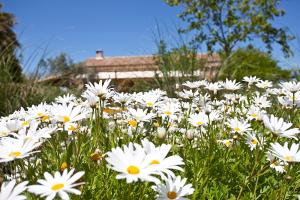 a field of white flowers with a building in the background at Agroturisme Na Martina in Portopetro