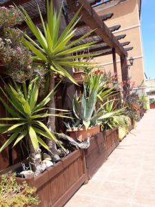 a row of potted plants on the side of a building at Appartamenti Claudia Rio in Rio Marina