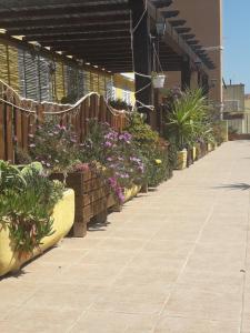 uma fila de vasos de plantas num passeio em Appartamenti Claudia Rio em Rio Marina