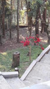Vrt u objektu Cantinho em Monte Verde