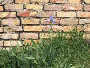 a blue flower in front of a brick wall at Landhaus Kranichwiese in Göhren-Lebbin