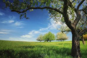 a tree in a field with trees in the background at Ferienwohnung Mörlenbach in Mörlenbach