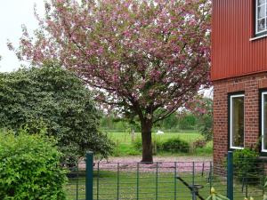 a tree with pink flowers in front of a building at Ferienwohnung Wisbek in Brinjahe