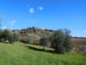 a green field with trees and a hill with at Borgo Vecchio in Montalcino