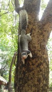 Altri animali domestici presso la stanza in casa privata o nei dintorni