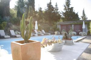 un cactus et d’autres plantes assis à côté d’une piscine dans l'établissement La Maison sur la Colline, à Carcassonne