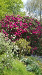 um grande arbusto de flores cor-de-rosa num jardim em Cruachan House em New Galloway