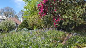 um jardim com flores roxas e uma árvore em Cruachan House em New Galloway