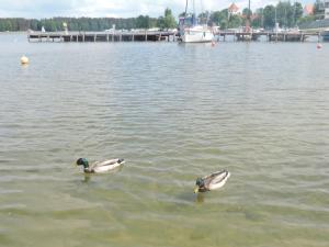 Przyroda w pobliżu tego domku letniskowego