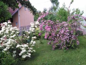 Zahrada ubytování Apartment Tomašević