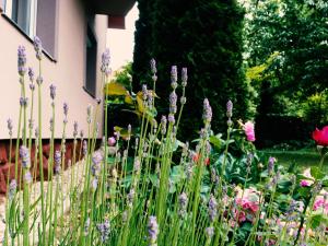 a garden with purple flowers in front of a house at Lavender Apartment in Siófok