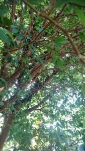 תמונה מהגלריה של Xiangyang Tianyuan Ju Homestay בDongshan