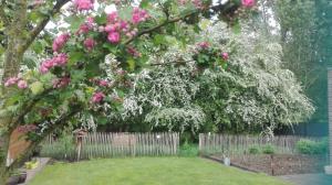 a fence with a tree with pink flowers at B&B De Laak in Bilzen
