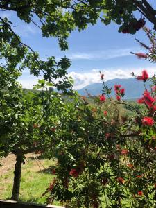 San Salvatore TelesinoにあるB&B La Vigna Di Marioの木から見た花畑の眺め